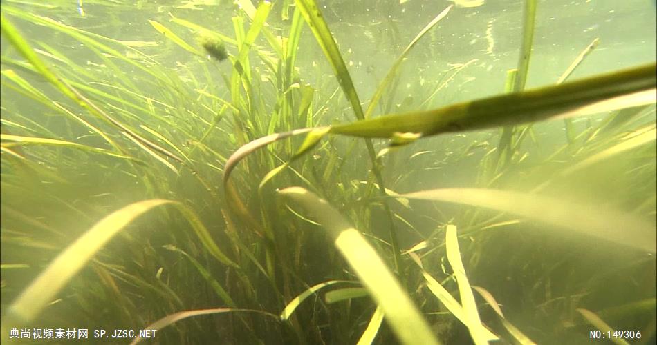 急流与河流水草