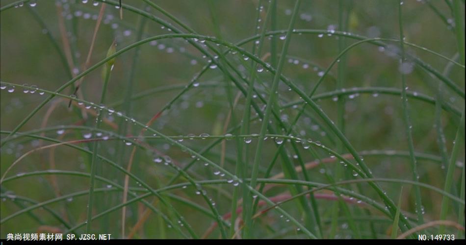 1102-清晨露水蒸发 实拍视频素材