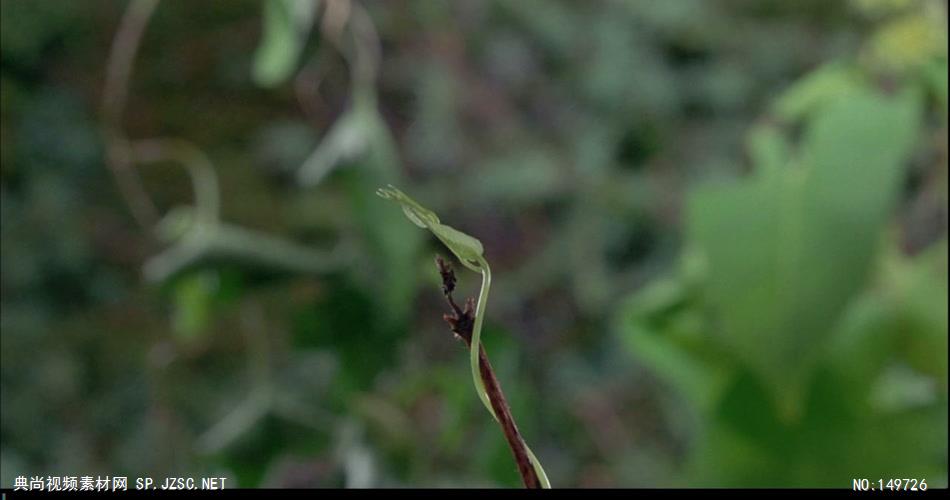 1115-植物生长和花开放一组 实拍视频素材