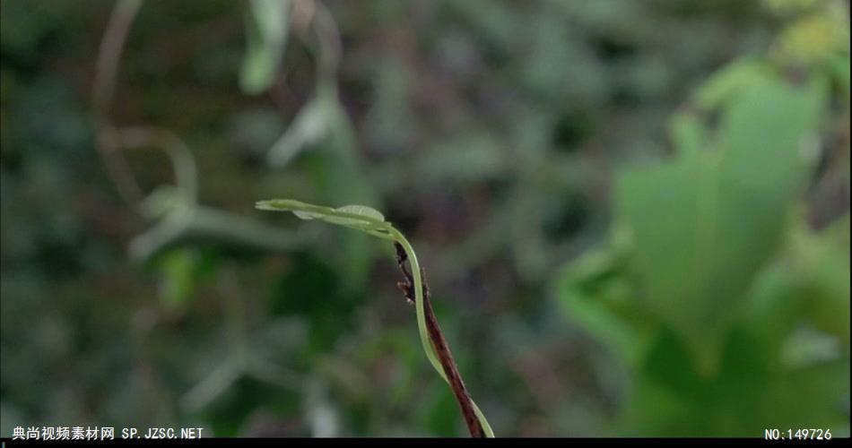 1115-植物生长和花开放一组 实拍视频素材