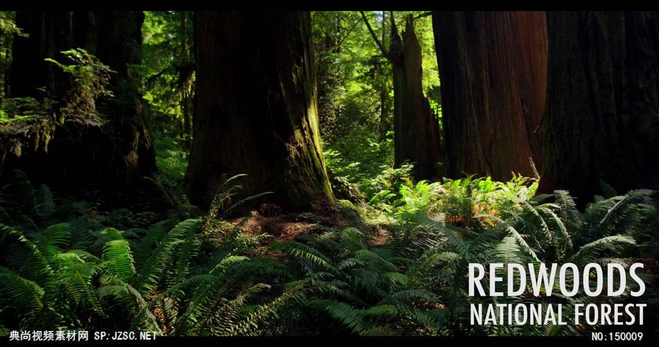 树林森林阳光自然风光参天大树4K高清实拍视频素材