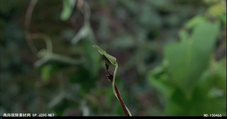 植物生长和花开放