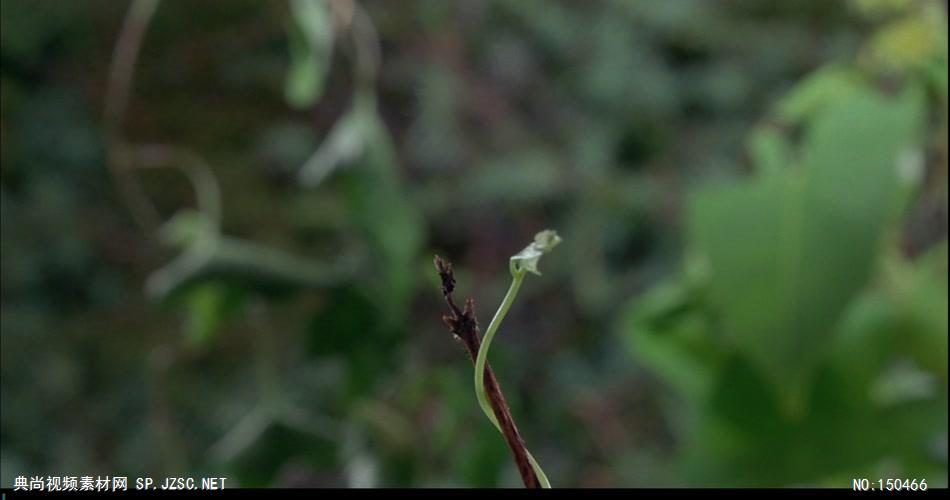 植物生长和花开放