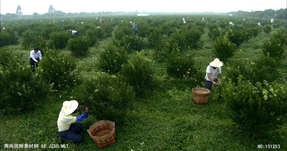 0008-采摘茶树柑 农业类农田 田地 田野 风景 农村 农民