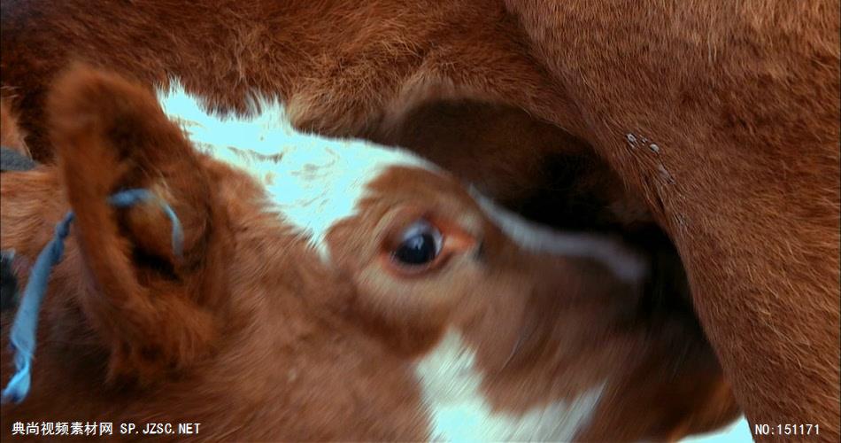 0070-小牛吃奶 农业类农田 田地 田野 风景 农村 农民