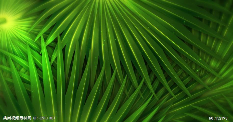 棕榈隐私HD Palm Privacy HD 动感背景 动态背景 虚拟背景视频 精选背景素材
