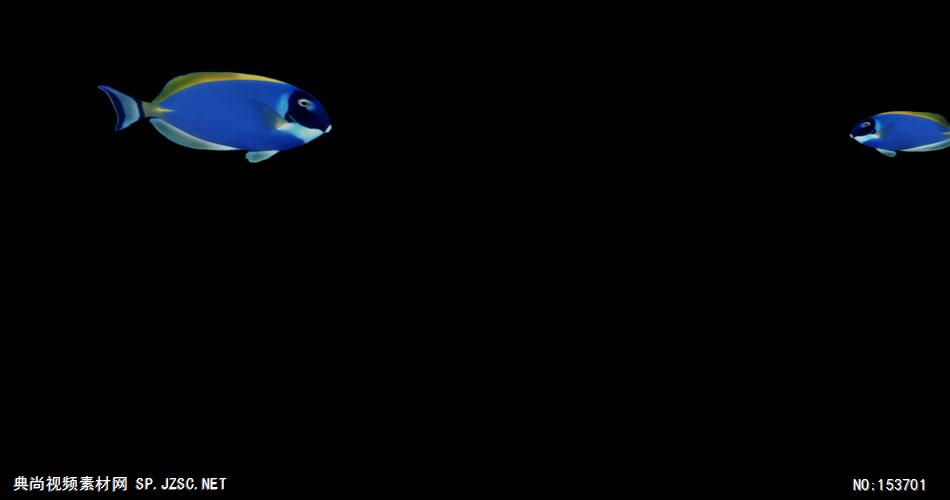 海底世界小鱼游动遮罩素材fyt prir 17大海 海边 海洋