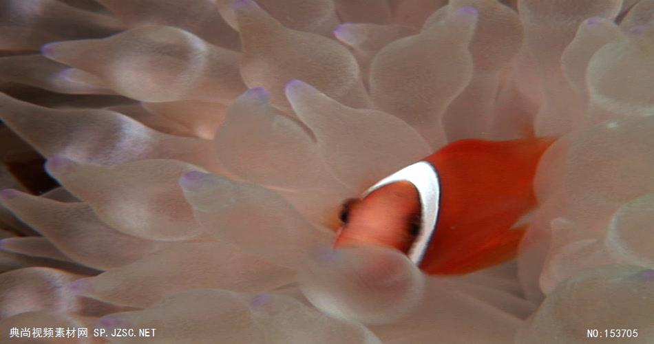 海底世界小鱼游动遮罩素材ГАНД大海 海边 海洋