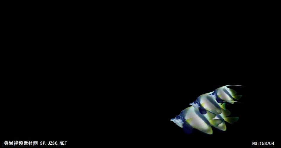 海底世界小鱼游动遮罩素材Скалярии大海 海边 海洋