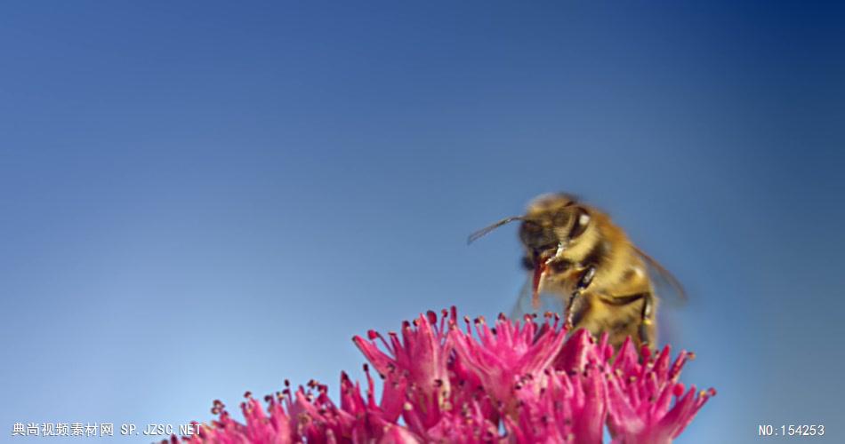 蜜蜂采花粉03 植物鲜花类