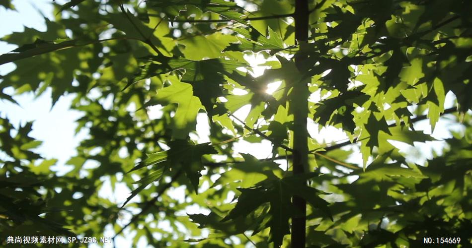 套唯美小清新树叶树林阳光空镜头 大自然春天夏天绿叶动态视频素材阳光树叶