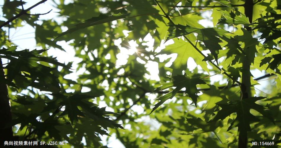 套唯美小清新树叶树林阳光空镜头 大自然春天夏天绿叶动态视频素材阳光树叶