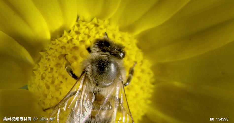0654-蜜蜂采花粉04-自然美景-植物类