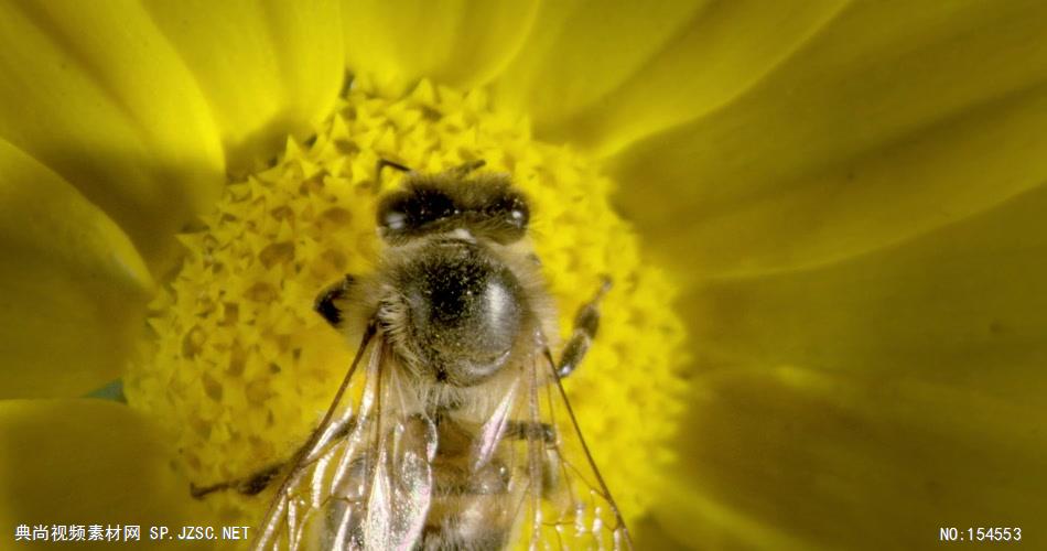 0654-蜜蜂采花粉04-自然美景-植物类