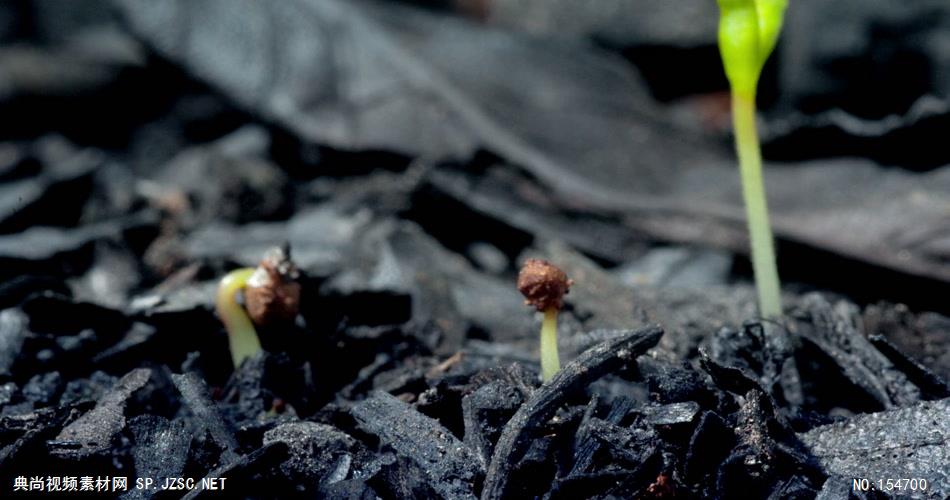 0664-嫩芽快速生长2(灰烬后的废墟上) 15-植物快速生长-1