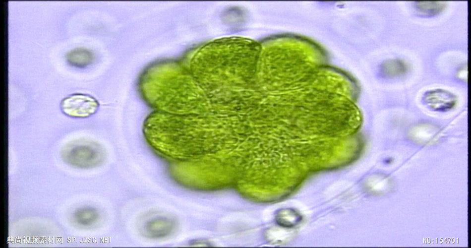 0677-细胞生长2 15-植物快速生长-1