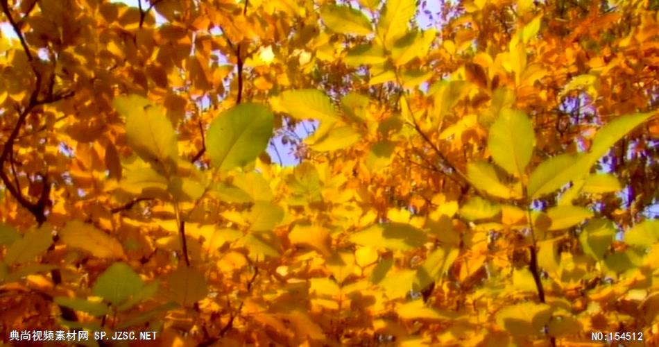 组秋天枯黄的树叶Autumnleaves4