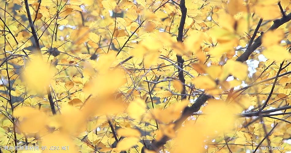 组秋天枯黄的树叶Autumnleaves13