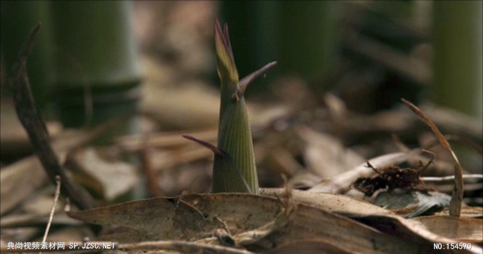 0603-春笋快速生长-自然美景-植物类