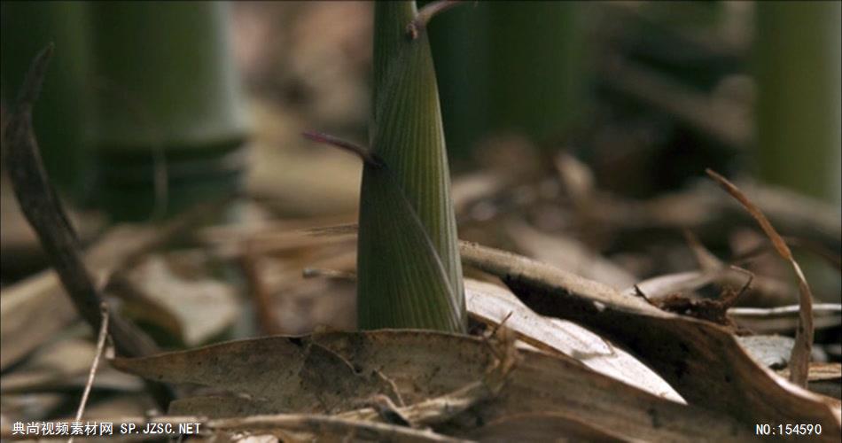 0603-春笋快速生长-自然美景-植物类