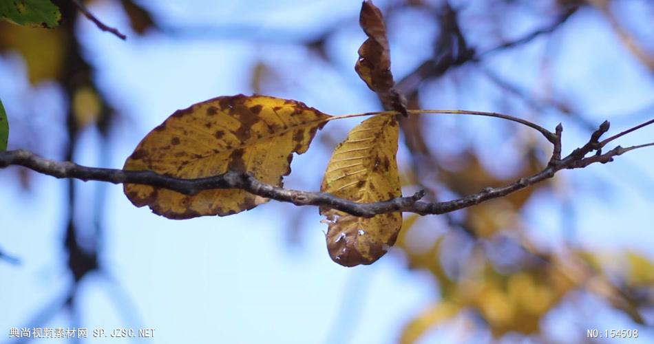 组秋天枯黄的树叶Autumnleaves9