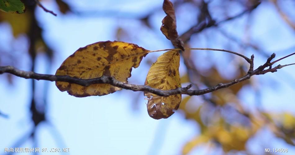 组秋天枯黄的树叶Autumnleaves9