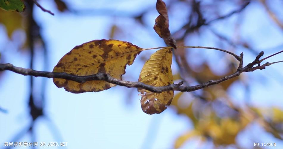 组秋天枯黄的树叶Autumnleaves9