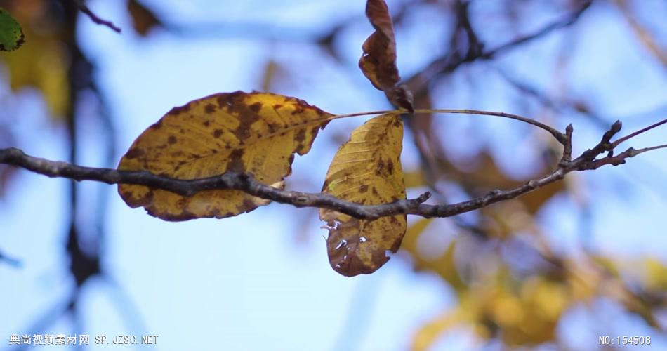 组秋天枯黄的树叶Autumnleaves9