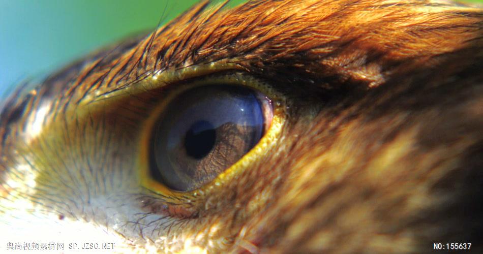 0580-雄鹰-眼睛特写3动物视频动物动作