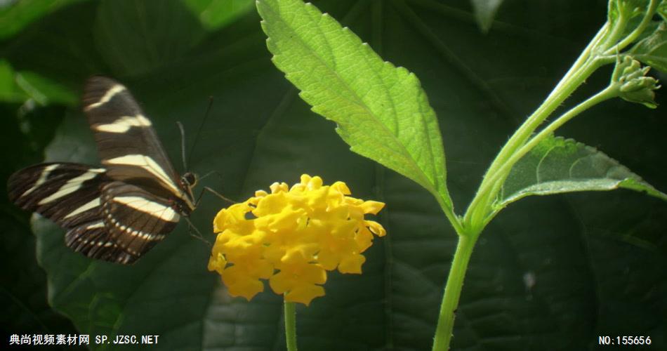 0554-蝴蝶采花粉3 动物类