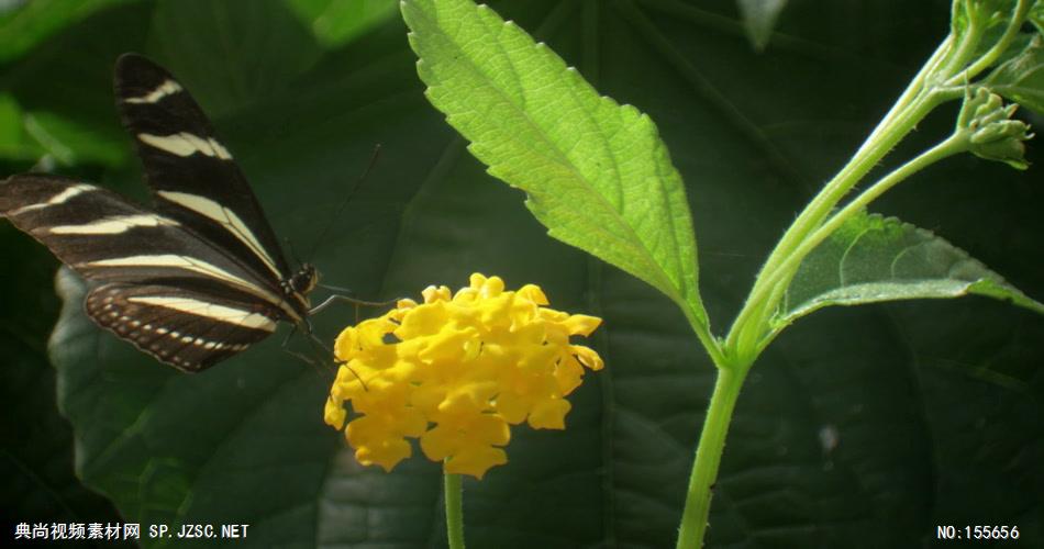 0554-蝴蝶采花粉3 动物类