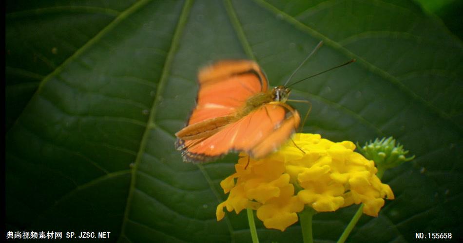 0553-蝴蝶采花粉2 动物类