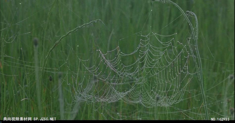 露水蒸发中国实拍视频素材 视频下载中国实拍