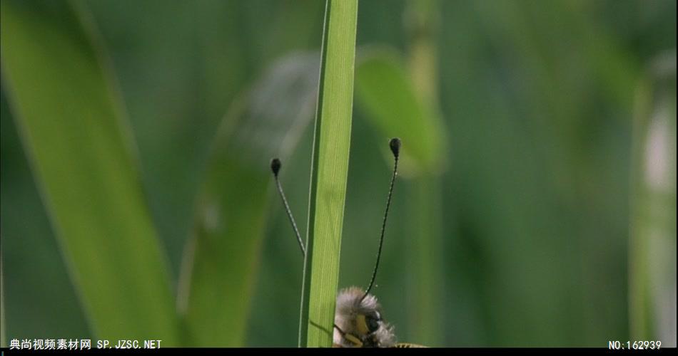 各类昆虫清晨开始活动B中国实拍视频素材 视频下载中国实拍