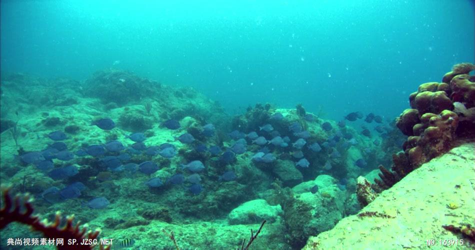 海底海浪深海斑斓海底1 led视频背景 视频素材动态背景