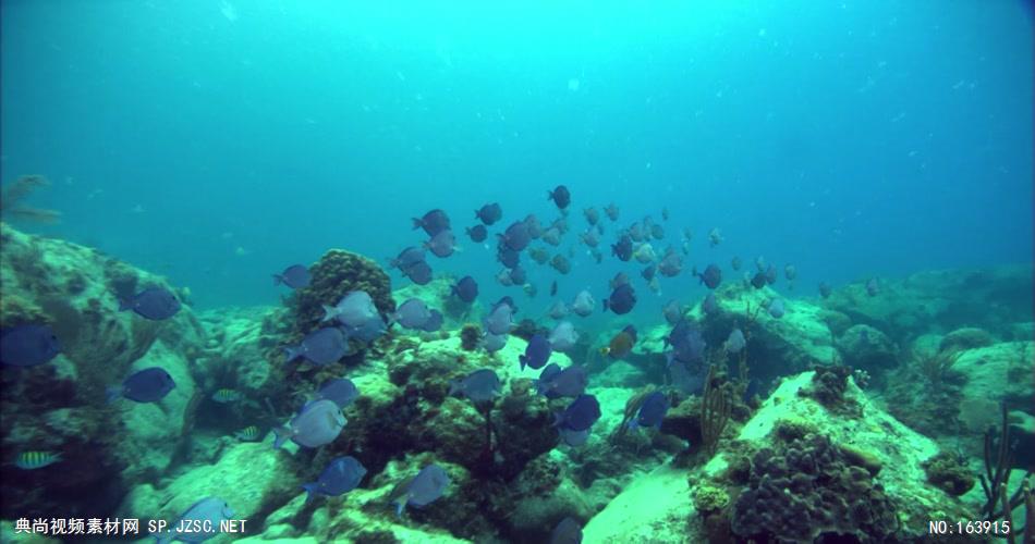 海底海浪深海斑斓海底1 led视频背景 视频素材动态背景