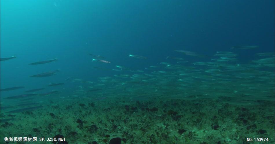 海底海浪深海斑斓海底2 led视频背景 视频素材动态背景