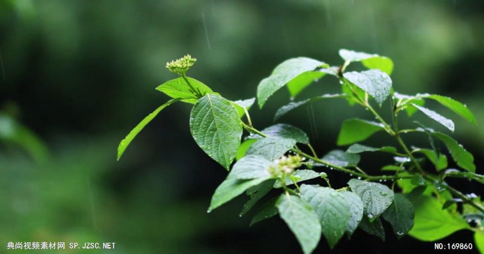 -唯美小清新款Y5704清新大自然雨景有音乐 led视频素材库