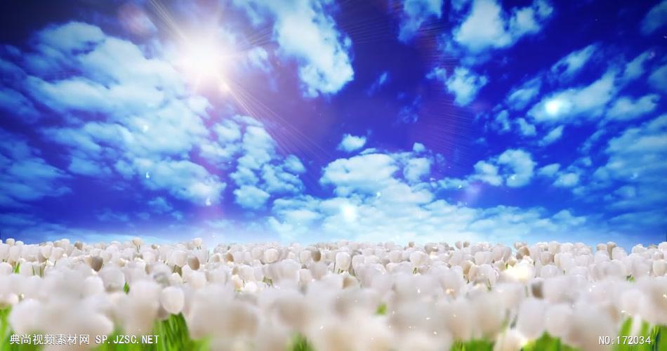 花istock_field HD720 iStock_Field of Flowers HD720 高清视频全集_batchStoc Video高清视频素材下载 led视频背景 led下载