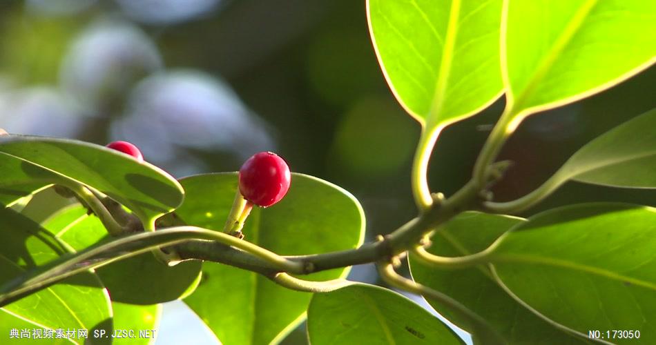 艾慕时光 AM014-22植物与树木视频素材