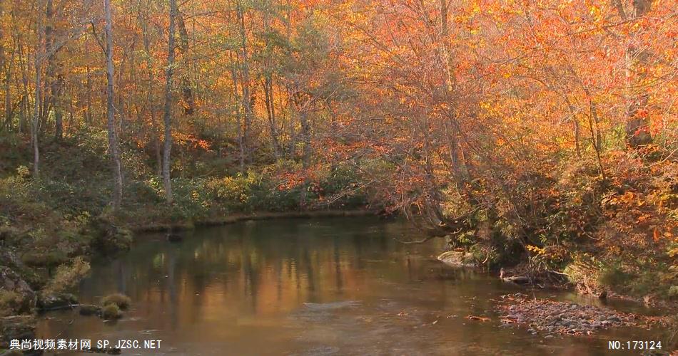 树林树木秋天风景 AM053-32植物 视频下载