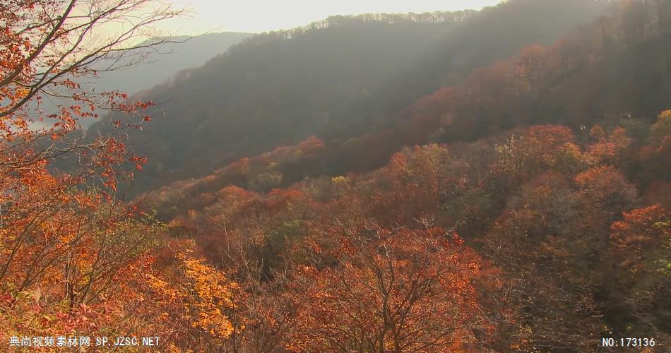 树林树木秋天风景 AM053-18植物 视频下载