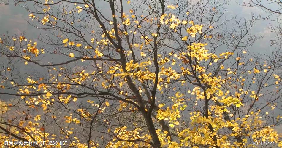 树林树木秋天风景 AM053-15植物 视频下载