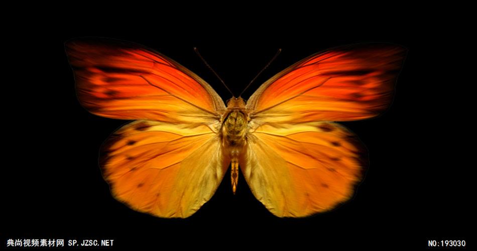 十三个漂亮缤纷的蝴蝶素材带通道1 视频素材下载