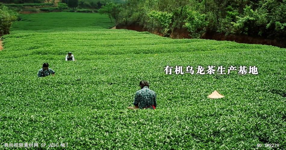 坪山名茶企业宣传片1080P高清中国企业事业宣传片公司单位宣传片