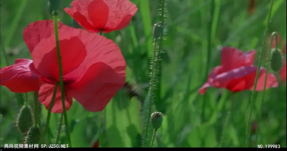 自然植物类植物生长和花开放_batch中国高清实拍素材宣传片