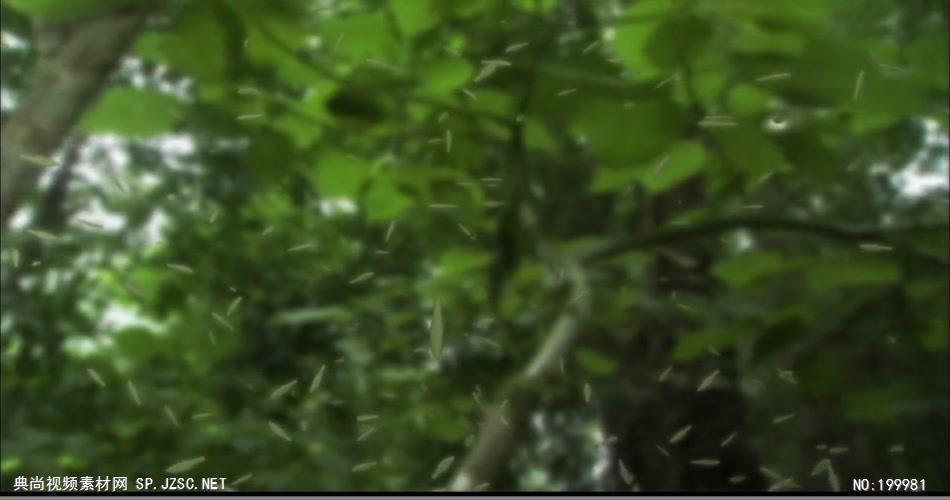 自然植物类种子喷射与生长_batch中国高清实拍素材宣传片