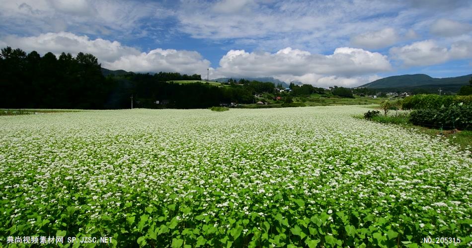 ［4K］ 美丽的花田 4K片源 超高清实拍视频素材 自然风景山水花草树木瀑布超清素材