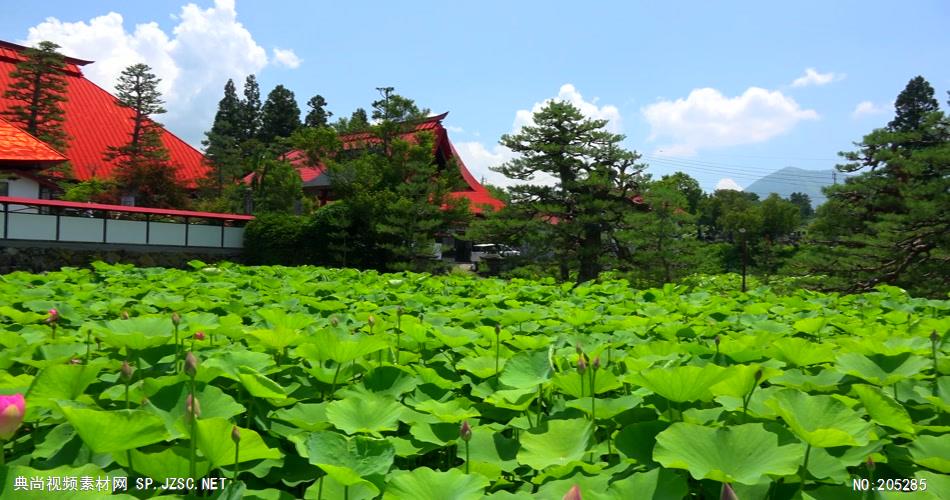 ［4K］ 荷花 4K片源 超高清实拍视频素材 自然风景山水花草树木瀑布超清素材