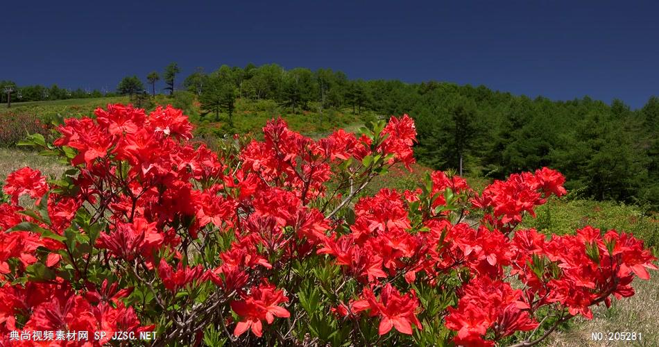 ［4K］ 红花 4K片源 超高清实拍视频素材 自然风景山水花草树木瀑布超清素材